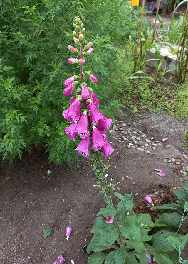 Kandungan Digitalis