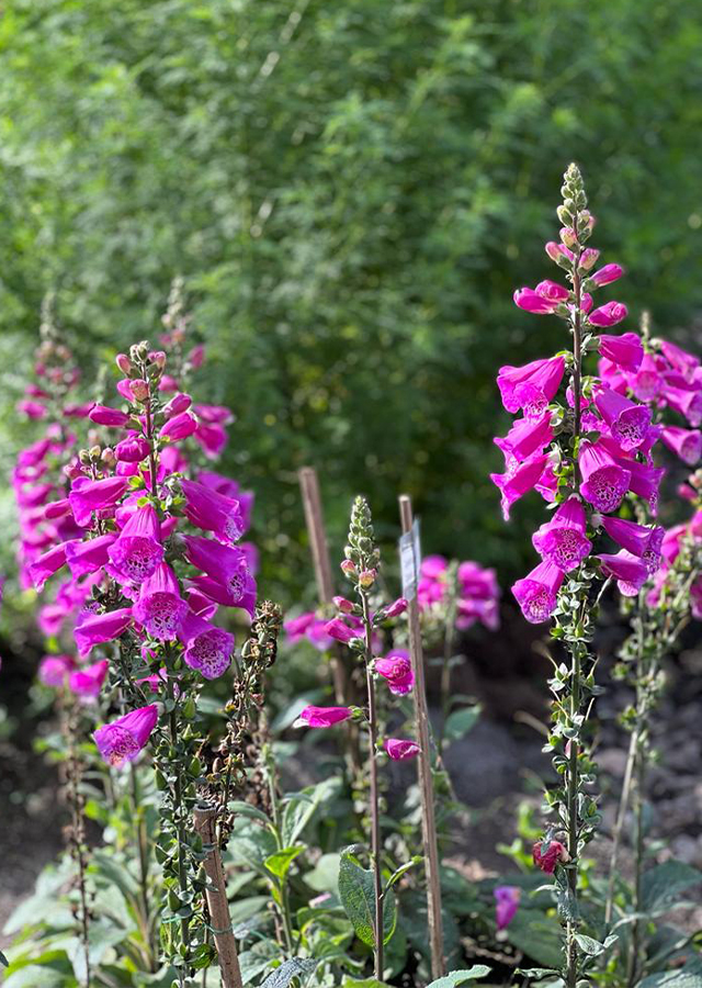 Kandungan Digitalis