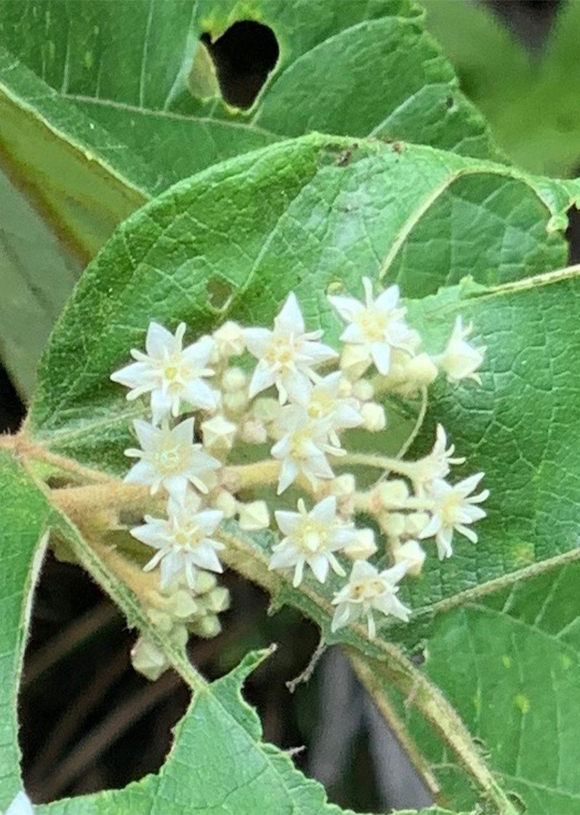 Kandungan Durian Tupai