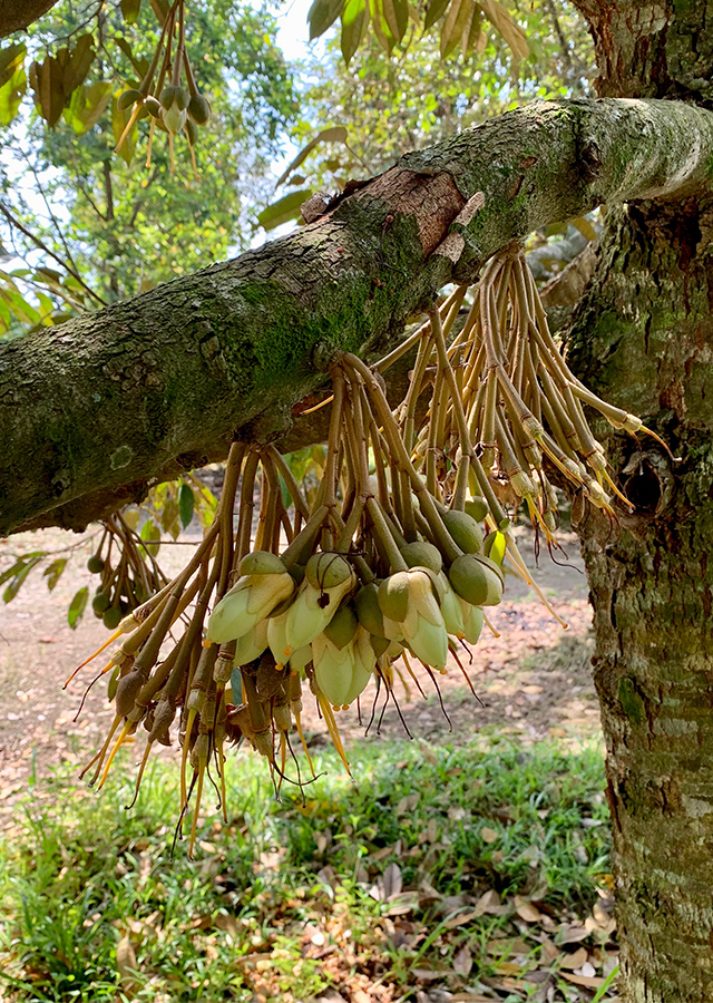 Ramuan Durian