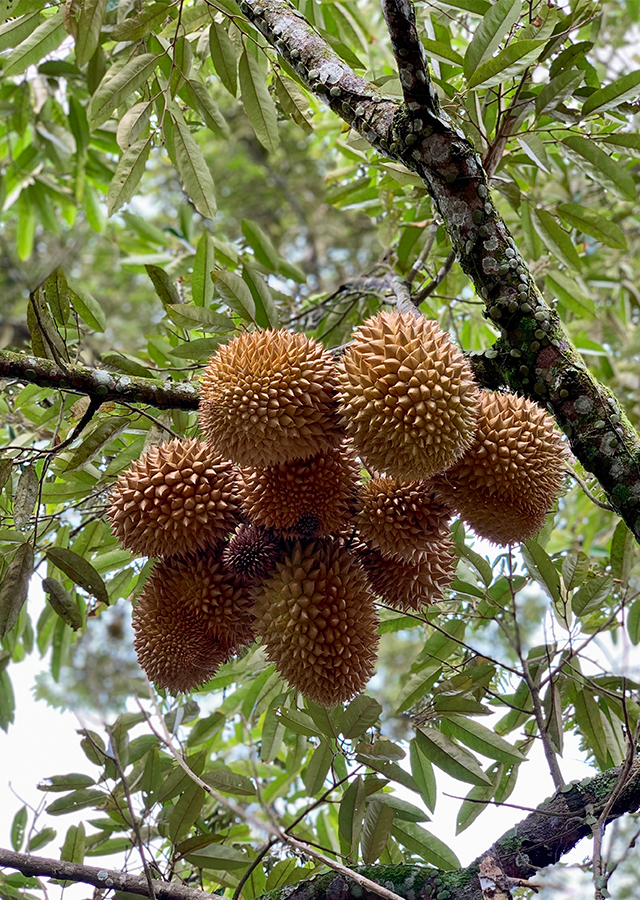 Kandungan Durian