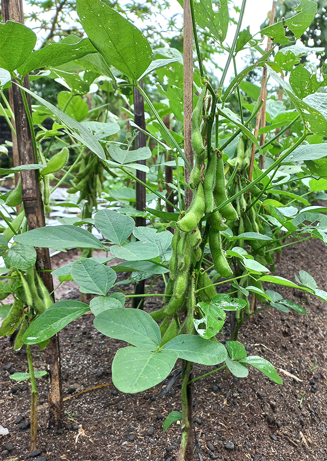 Ramuan Edamame