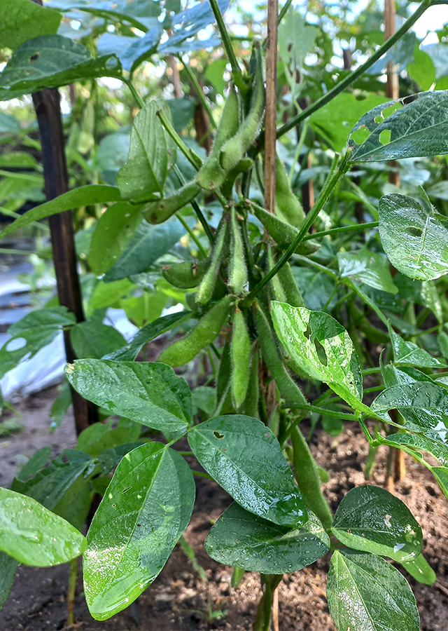 Kandungan Edamame