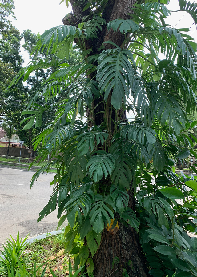 Kandungan Ekor Naga