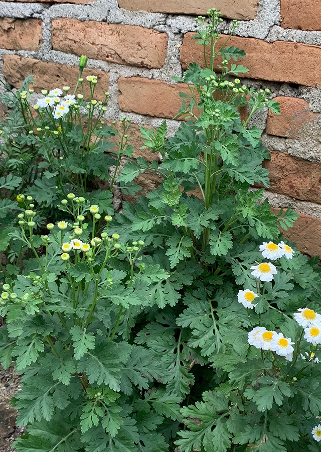 Ramuan Feverfew