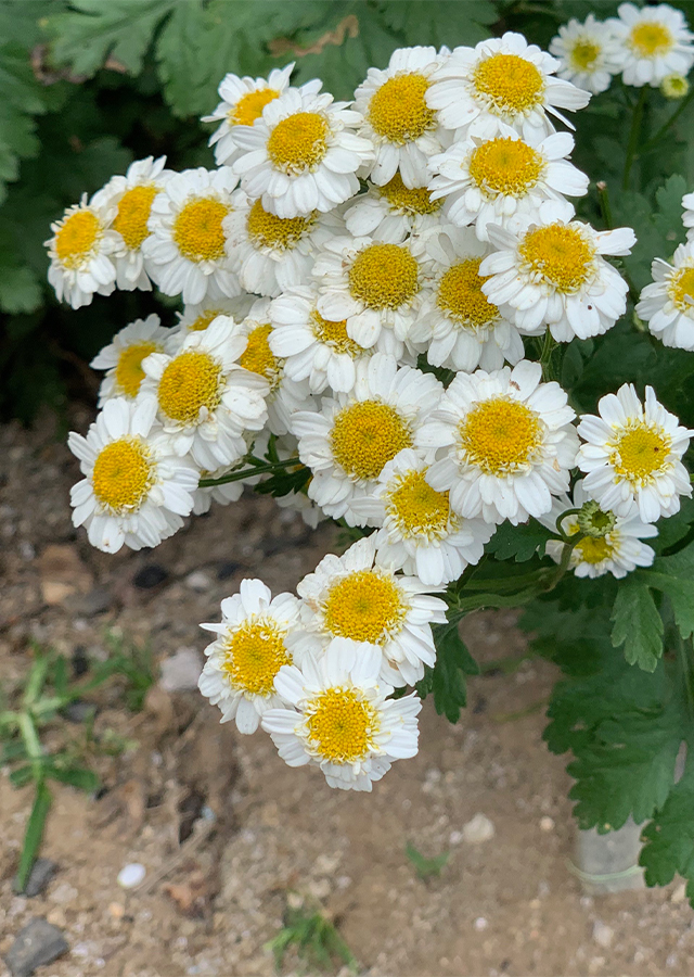 Kandungan Feverfew