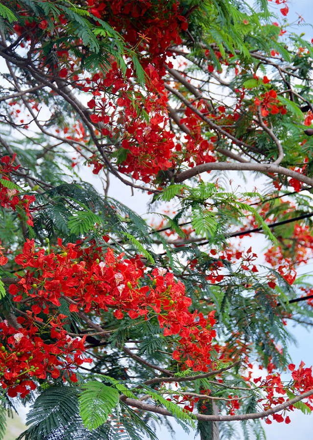 Kandungan Flamboyan