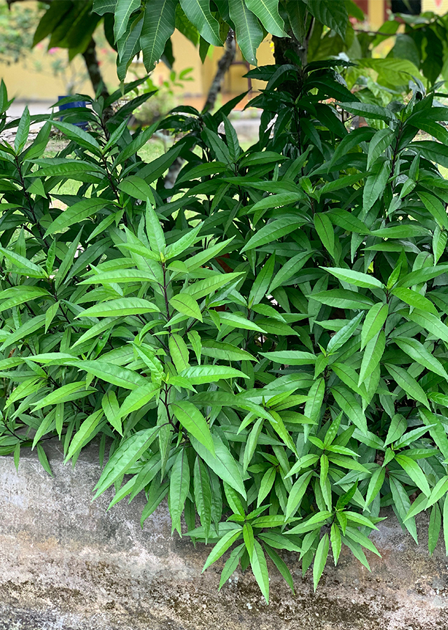 Kandungan Gandarusa