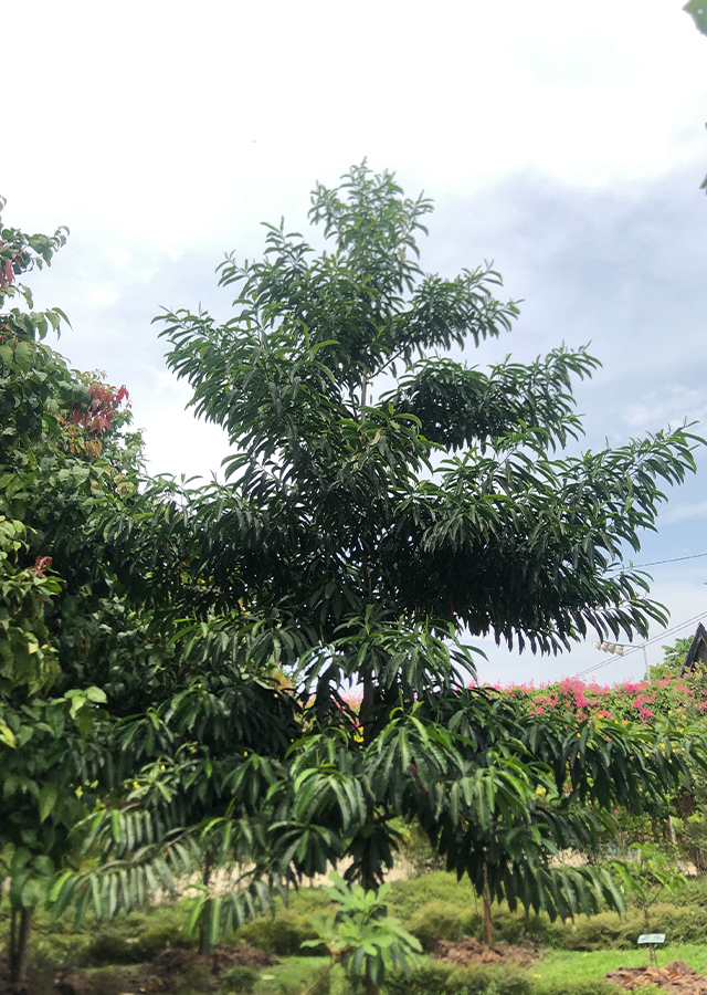 Kandungan Ganitri