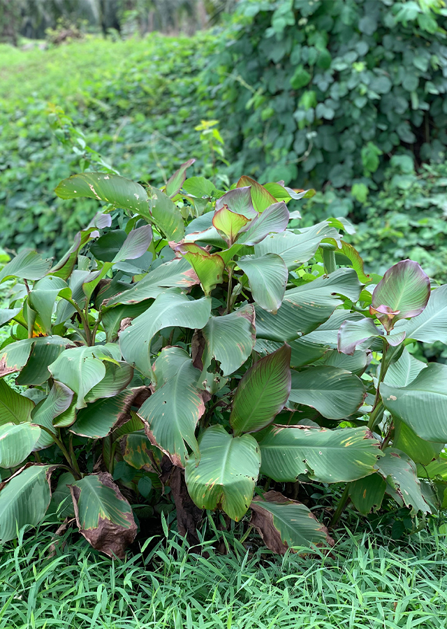 Kandungan Ganyong