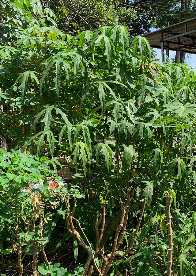 Kandungan Gedi
