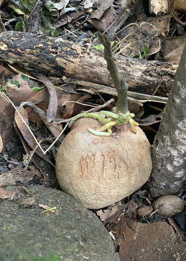 Kandungan Gembolo