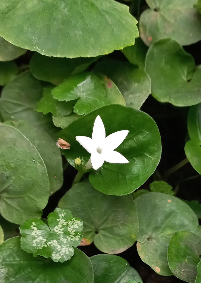Ramuan Geophila repens