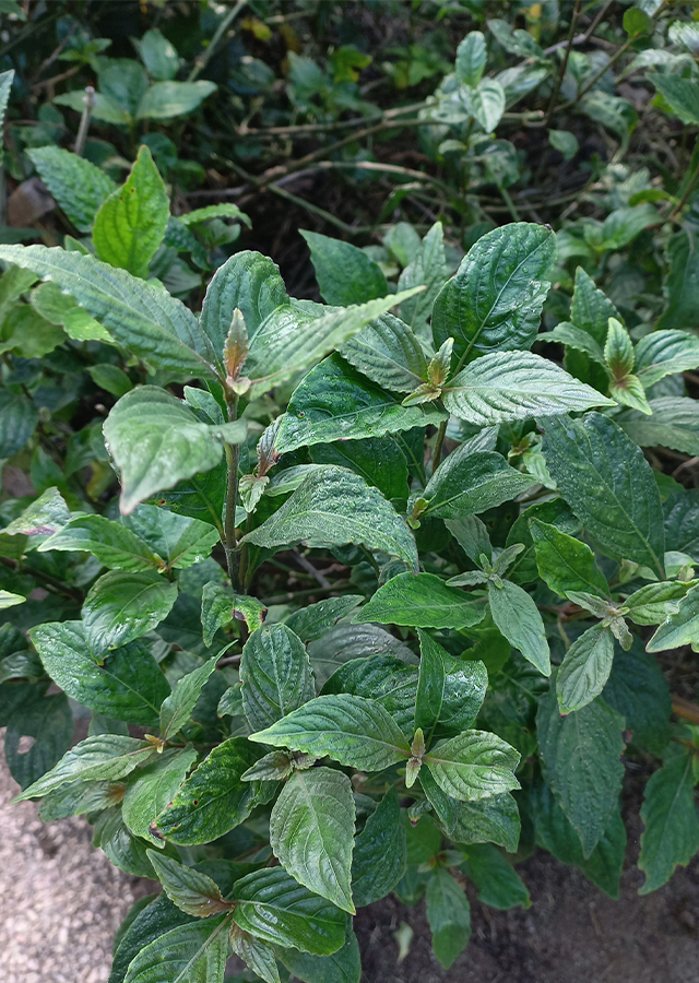 Kandungan Green Shrimp Plant