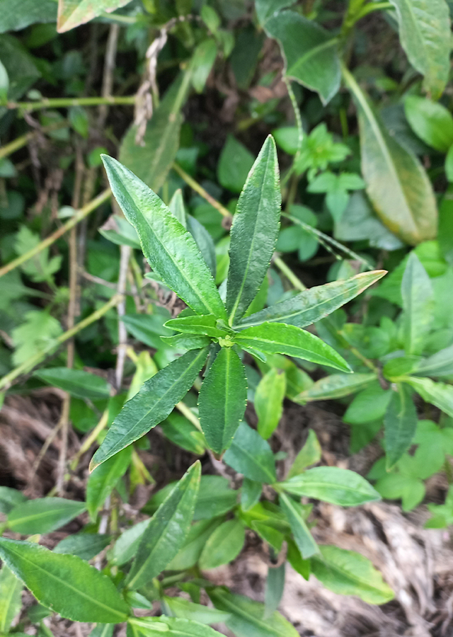 Kandungan Gurih Musim Panas