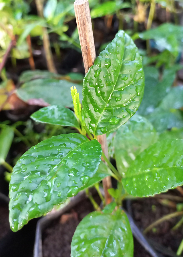 Kandungan Heuras Tulang