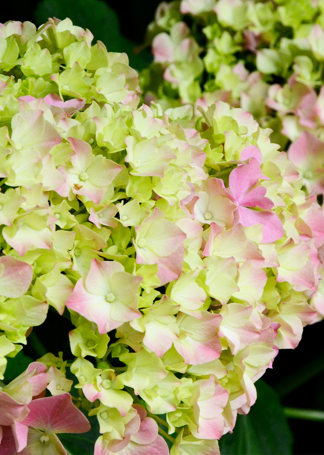 Ramuan Hortensia