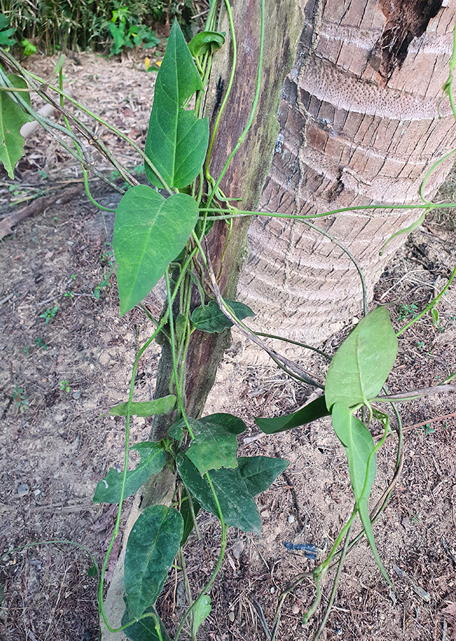 Ramuan Indian Ipecac