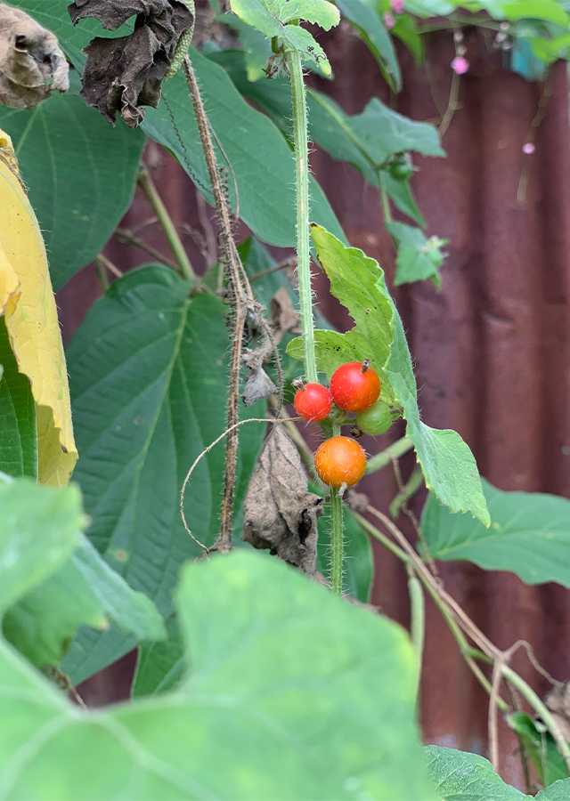 Kandungan Indian Pumpkins