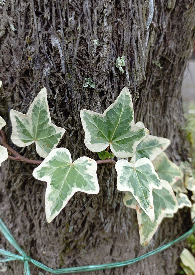 Kandungan Ivy