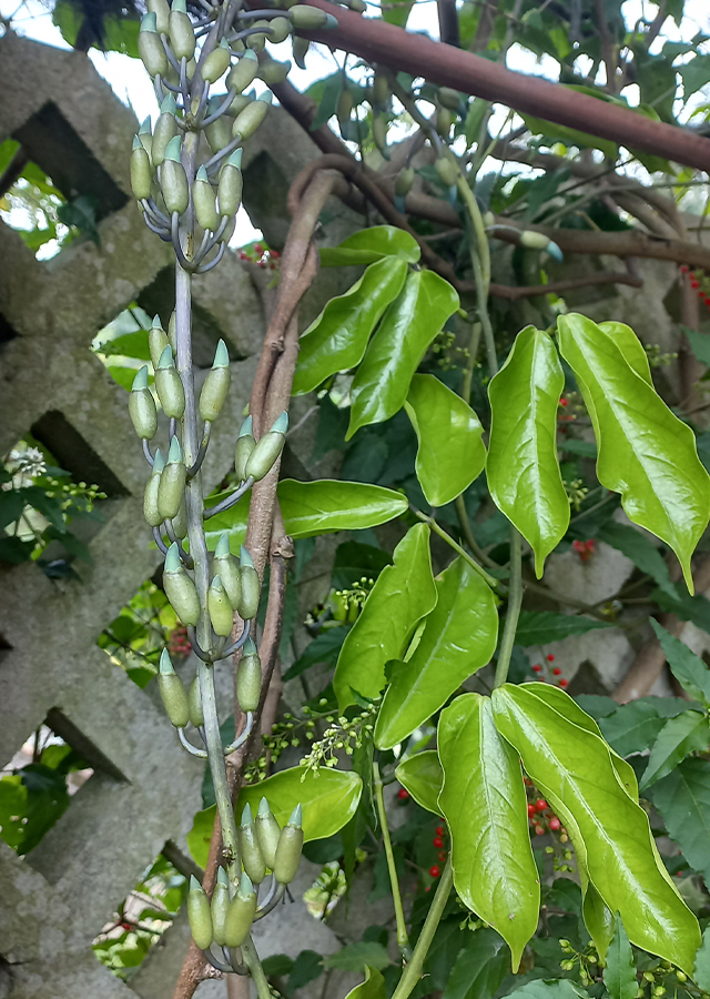 Ramuan Jade Vine