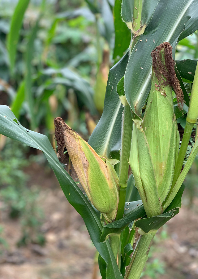 Penyebaran Jagung