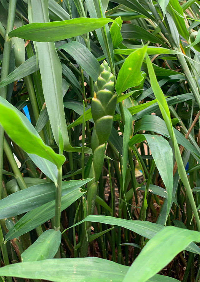 Kandungan Jahe