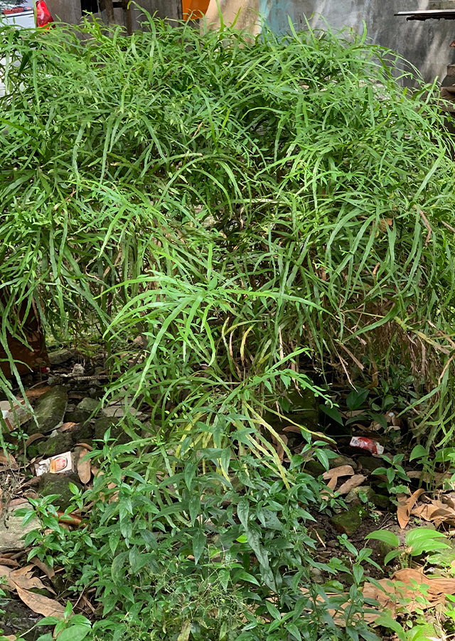Kandungan Jakang