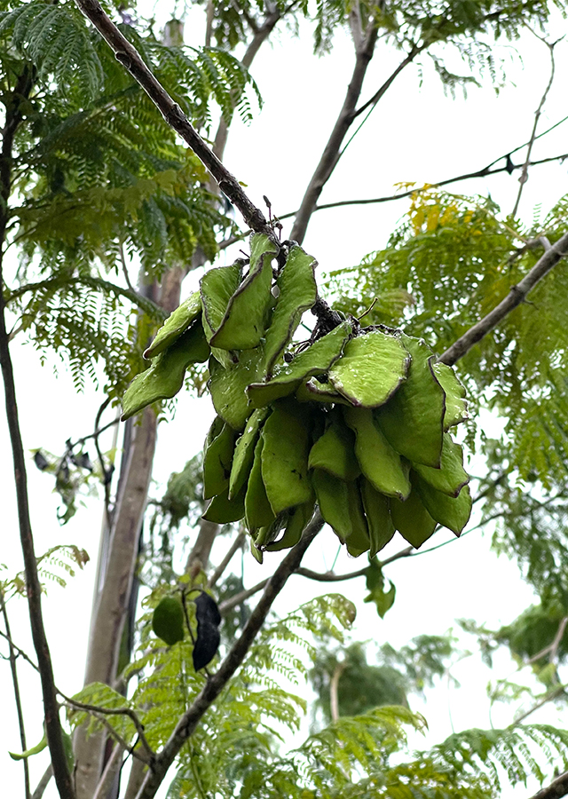 Kandungan Jakaranda