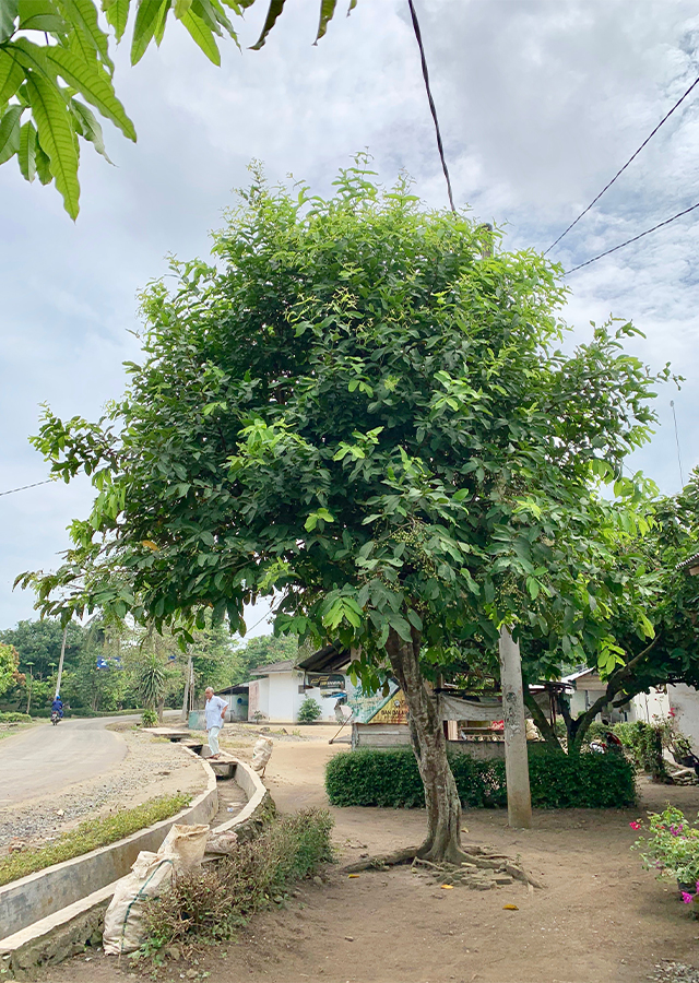 Kandungan Jambu Air