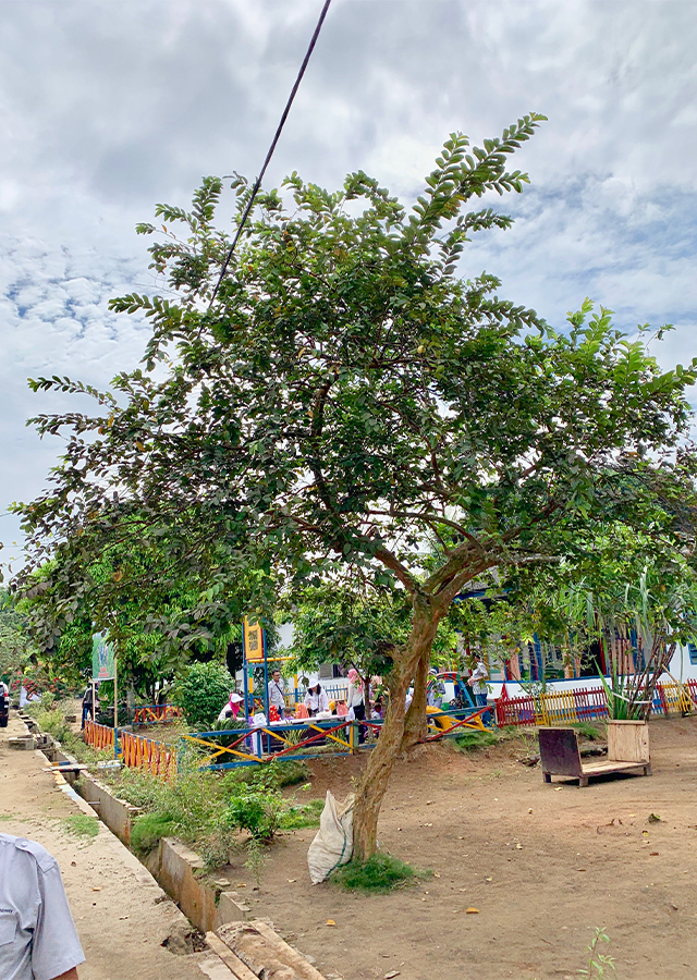Kandungan Jambu Biji