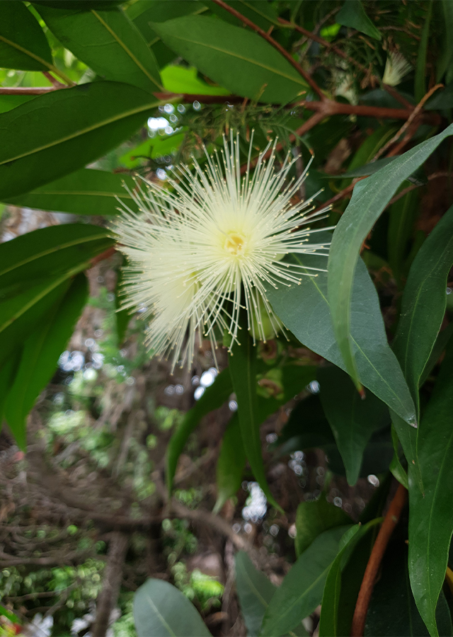 Kandungan Jambu Mawar