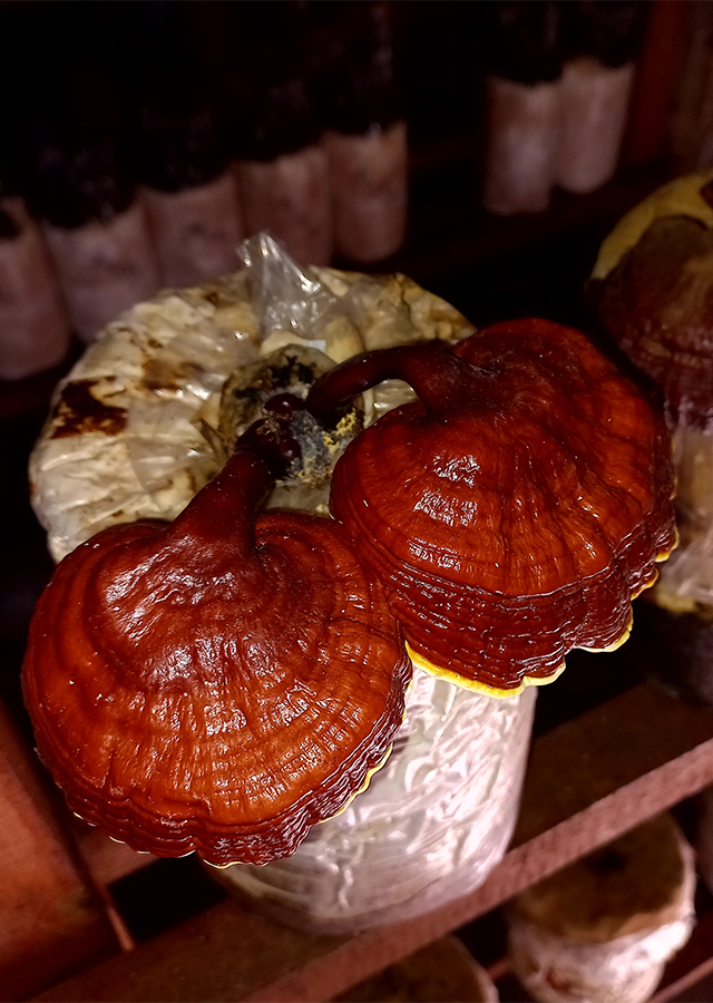 Kandungan Jamur Lingzhi
