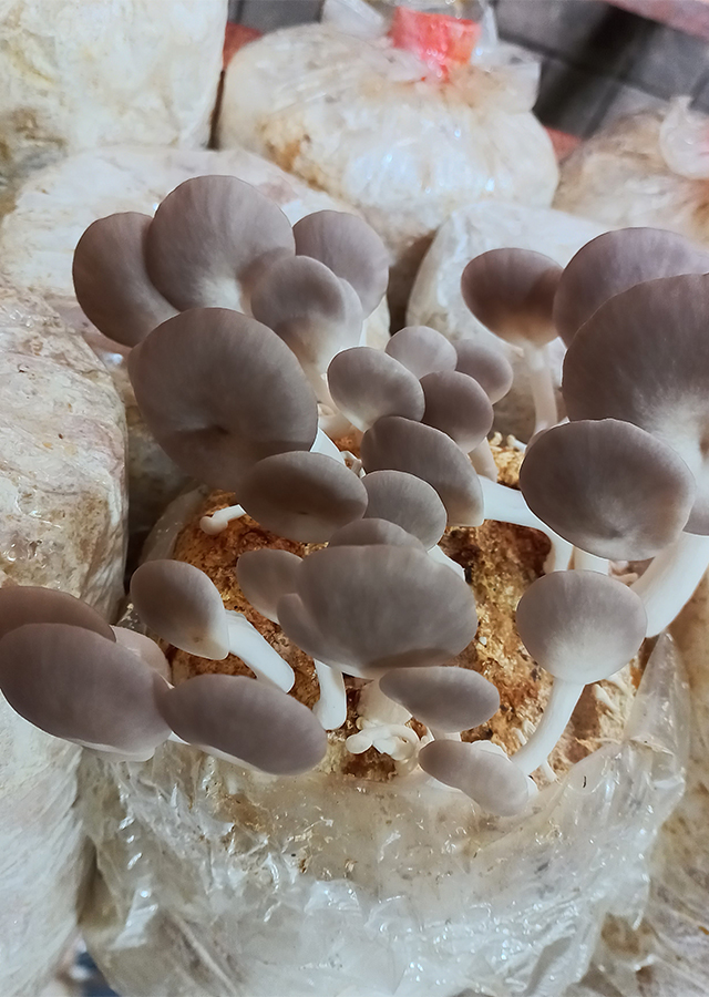 Kandungan Jamur Tiram Cokelat