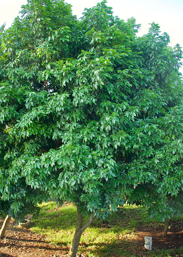 Kandungan Jengkol