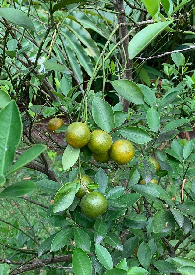 Kandungan Jeruk Kasturi
