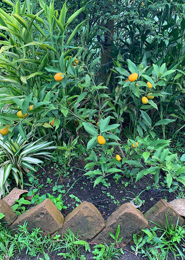 Kandungan Jeruk Kumquat