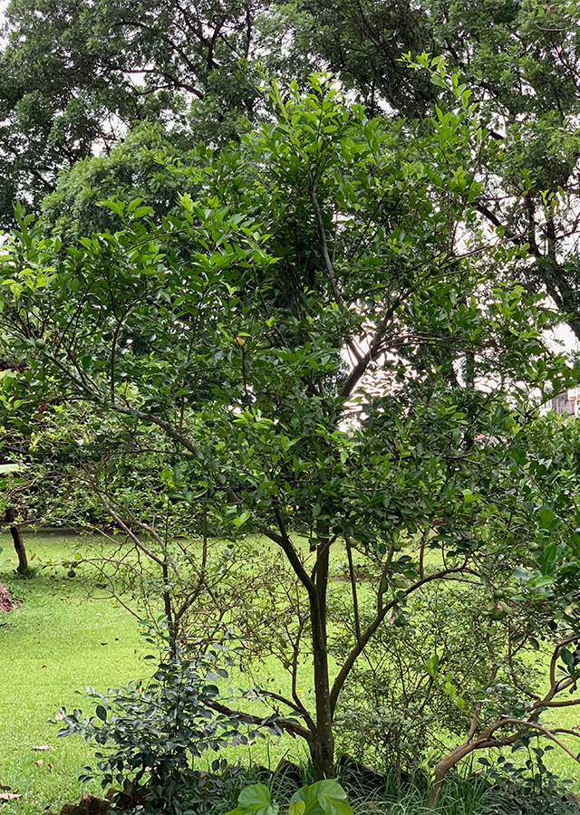 Kandungan Jeruk Limau