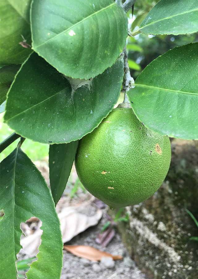 Kandungan Jeruk Nipis