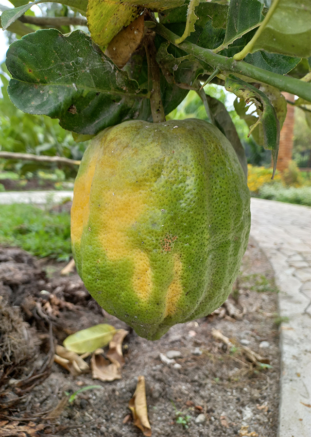 Kandungan Jeruk Pepaya