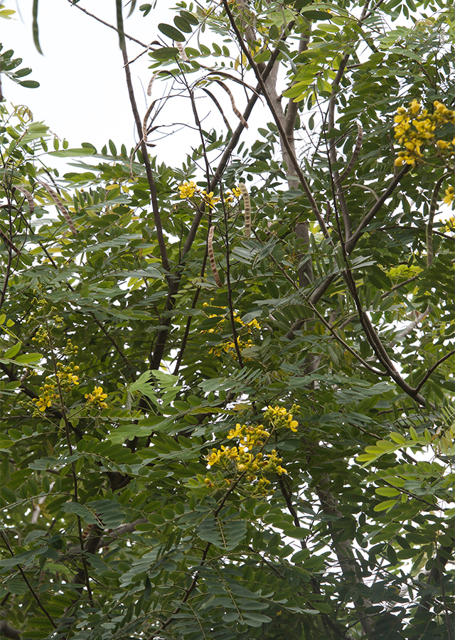 Kandungan Johar