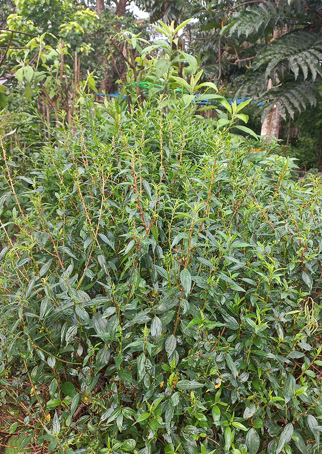 Kandungan Jukut Krinching