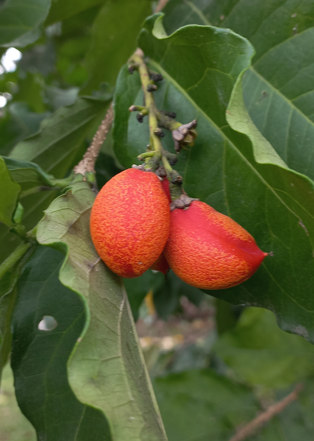 Ramuan Kacang Almond
