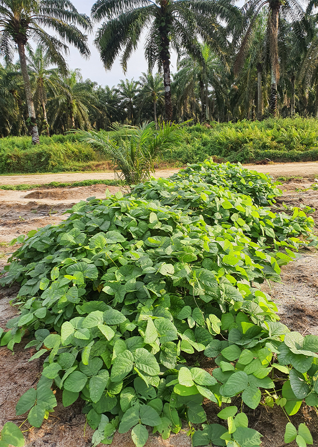 Kandungan Kacang Benguk