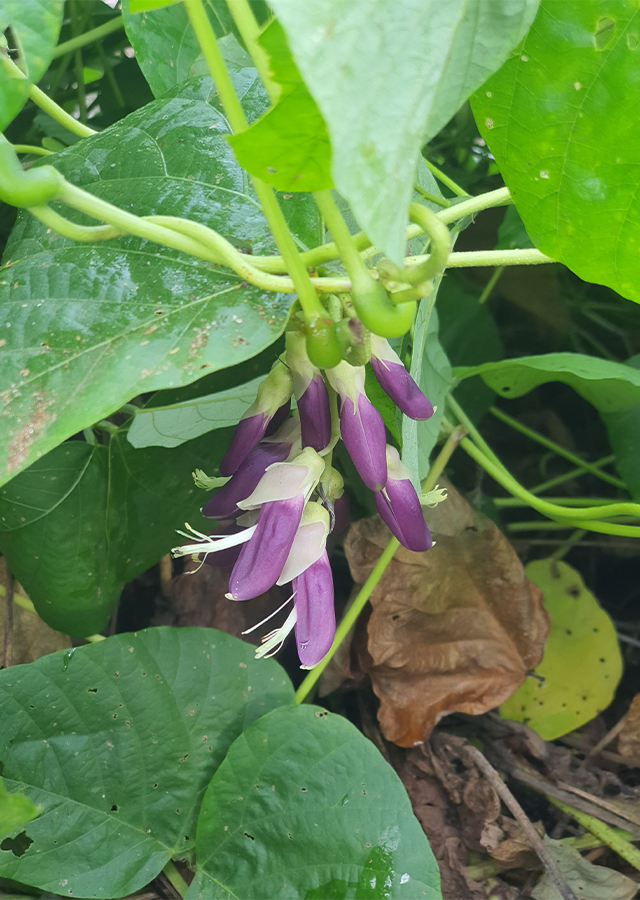 Ramuan Kacang Benguk