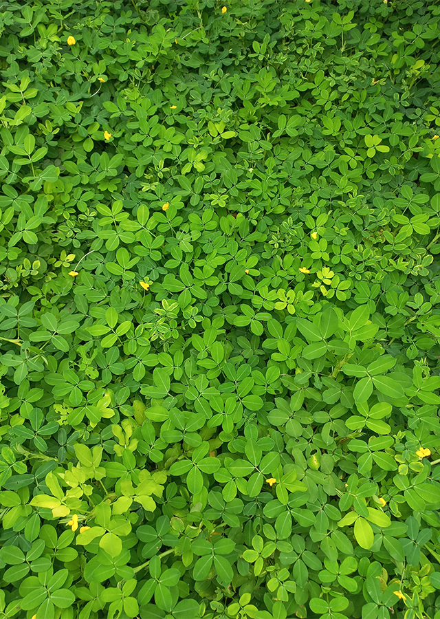 Ramuan Kacang Hias