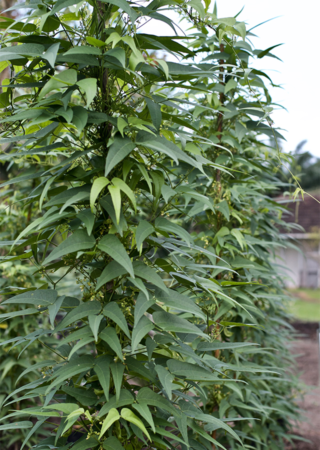 Ramuan Kacang Jawa