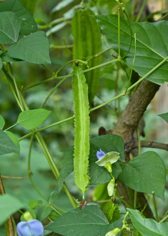 Ramuan Kacang Kecipir