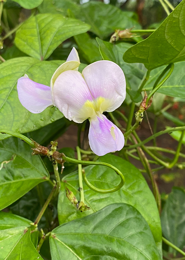 Kandungan Kacang Panjang