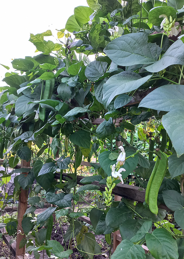 Ramuan Kacang Pedang Putih